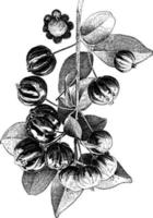 ilustração vintage de cereja do Suriname. vetor