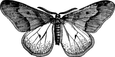 mariposa ou hibernia tiliaria, ilustração vintage. vetor