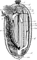 dissecção holothuriana, ilustração vintage vetor