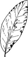ilustração vintage de folha de louro-carvalho. vetor