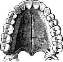 dentes permanentes superiores, ilustração vintage. vetor