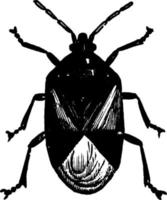 flowerbug, ilustração vintage. vetor
