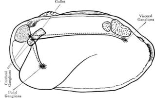 sistema nervoso de concha de molusco, ilustração vintage. vetor