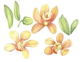 orquídeas amarelas, flores e buquês, ilustração desenhada à mão em aquarela vetor