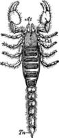 ilustração vintage de escorpião de rocha preta. vetor