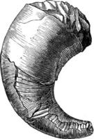 curvado orthoceras cyrtoceras murchisoni, ilustração vintage. vetor
