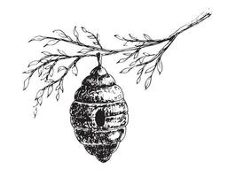 desenho vetorial de colmeia de abelhas com galho de árvore vetor