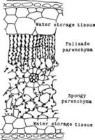 ilustração vintage de células de folha de borracha. vetor