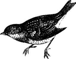 robin ou turdus migratorius, ilustração vintage. vetor