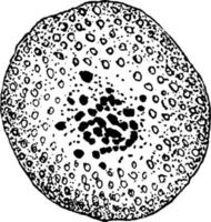 formação de célula-ovo de cyclospora cayetanensis, ilustração vintage. vetor