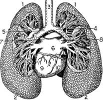 pulmões, ilustração vintage. vetor