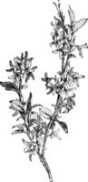 ramo de floração da ilustração vintage de forsythia suspensa. vetor