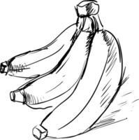 desenho de banana, ilustração, vetor em fundo branco.