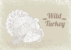 Wild Turkey Vector Drawing