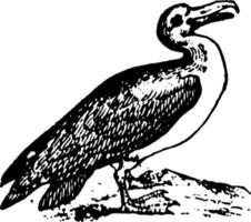 albatroz, ilustração vintage. vetor