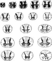 seções transversais da medula espinhal, ilustração vintage. vetor