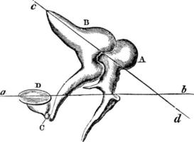 ossos da orelha ou estribo orbiculare do martelo incus, ilustração vintage vetor