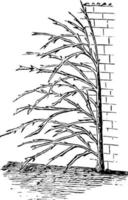 treinamento para árvores de damasco em extremidades de empena de chalés, ilustração vintage. vetor