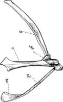 o arco peitoral direito de uma ilustração vintage de pássaro. vetor