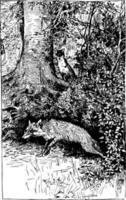 reynard a raposa escondendo a ilustração vintage do tesouro vetor