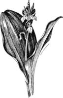 ilustração vintage de orquídeas vistosas. vetor