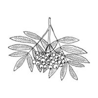 Rowan em um galho com folhas desenhadas à mão em estilo doodle. planta, natureza, outono vetor