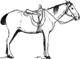 cavalo ou equus ferus caballus, ilustração vintage vetor