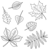 conjunto de folhas de outono. ilustração vetorial de esboço desenhado à mão vetor
