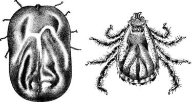 carrapato de gado, ilustração vintage. vetor