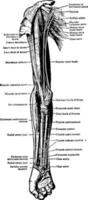 músculos na frente da ilustração vintage do braço e antebraço. vetor