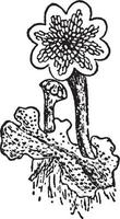 ilustração vintage de bryophyta. vetor