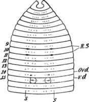 região anterior da minhoca minhoca, ilustração vintage. vetor