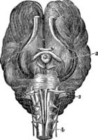 base do cérebro de uma ilustração vintage de cavalo. vetor