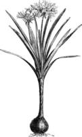 flor, pancratium, illyricum, planta, caule, ilustração vintage amaryllidaceae. vetor