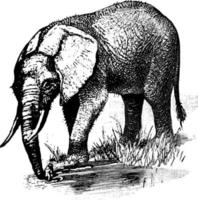 elefante africano, ilustração vintage. vetor