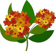 lindas flores de lantana, ilustração, vetor em fundo branco.