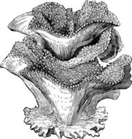 coral de árvore, ilustração vintage. vetor