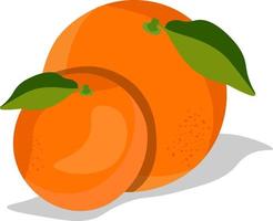 duas laranjas, ilustração, vetor em fundo branco
