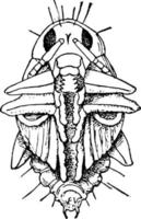 pupa de besouro de folha de feijão, ilustração vintage. vetor