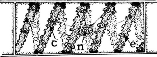 cloroplasto espirogira, ilustração vintage vetor