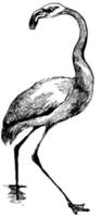 flamingo, ilustração vintage. vetor