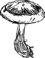 desenho de cogumelo, ilustração, vetor em fundo branco.