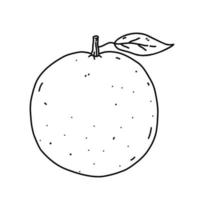 fruta laranja isolada no fundo branco. cítrico fresco. ilustração vetorial desenhada à mão em estilo doodle. perfeito para cartões, logotipo, decorações, receitas, vários designs. vetor