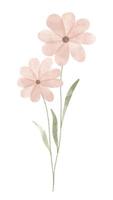 flor na moda em aquarela. ilustração vetorial para web, app e impressão. flores de margaridas isoladas florísticas de forma feminina elegante. jardim, botânico, elemento floral minimalista. vetor