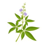 ilustração vetorial, planta vitex negundo, planta de ervas, isolada em um fundo branco. vetor