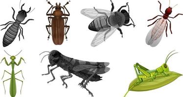 conjunto de diferentes tipos de insetos vetor