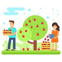 uma família feliz coleta colheitas de maçã. vetor
