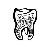 nervos e gengivas dentais saudáveis, vetor monocromático