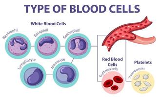 tipo de células sanguíneas vetor