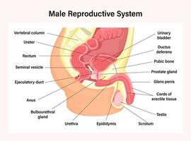 Sistema reprodutor masculino vetor